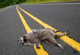 Image result for road kill