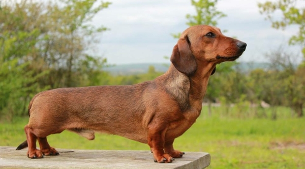 Dachshund